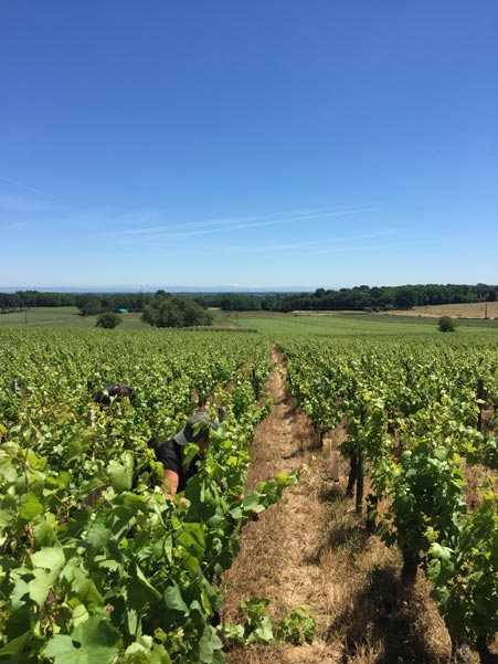 Le domaine et ses vignes